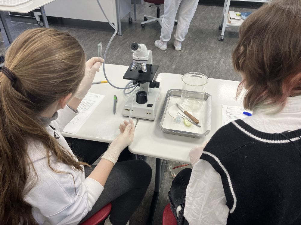 Schülerinnen und Schüler mikroskopieren