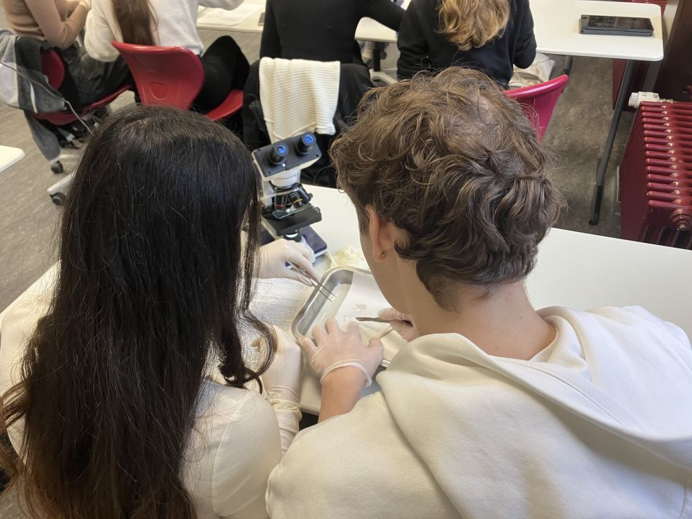 Schülerinnen und Schüler mikroskopieren